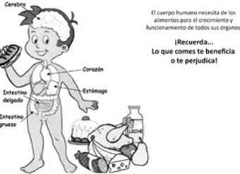 El cuerpo humano y los alimentos