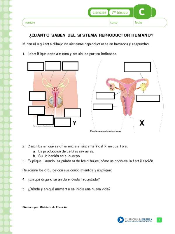 Sistema reproductor