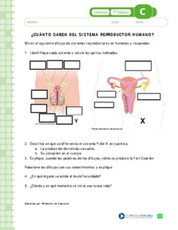 Sistema reproductor