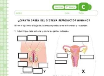 Sistema reproductor