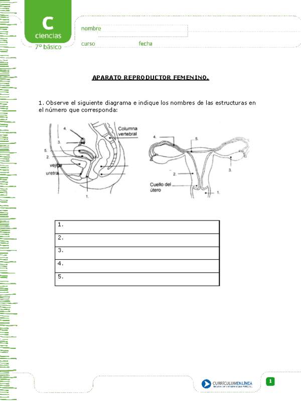 Aparato reproductor femenino