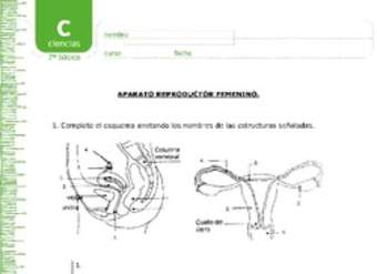 Aparato reproductor femenino