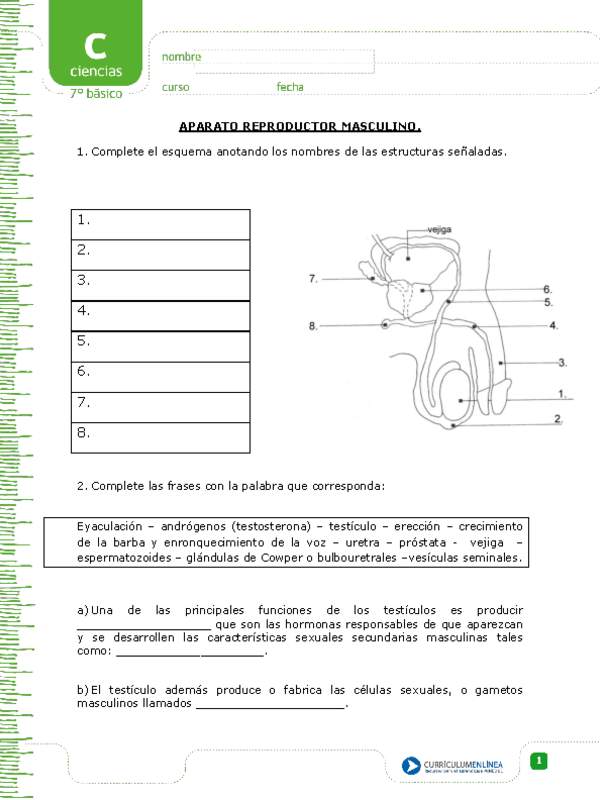 Aparato reproductor masculino