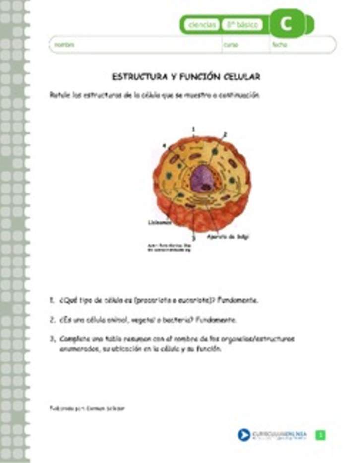 Estructura y función celular