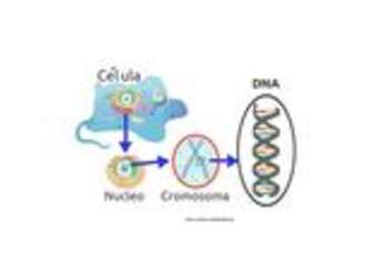 Desde la célula al ADN
