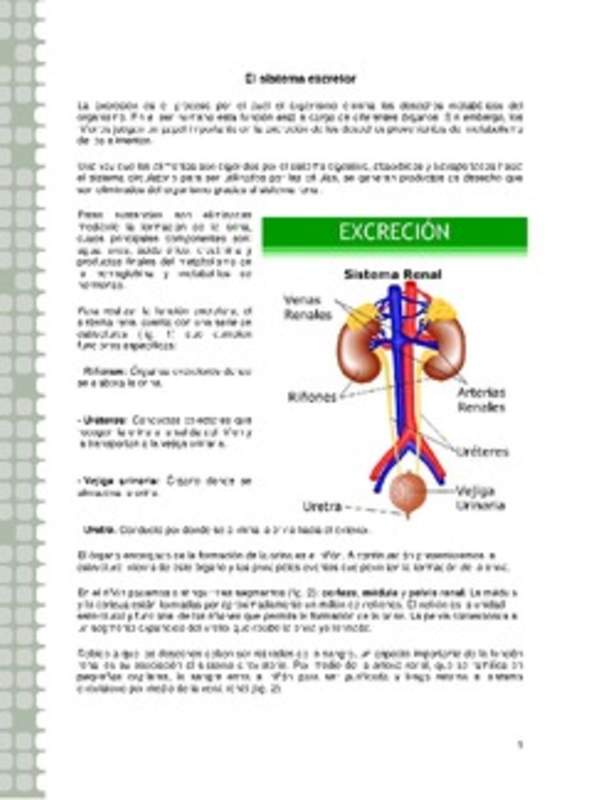 Sistema excretor