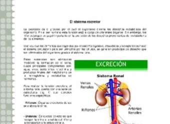 Sistema excretor