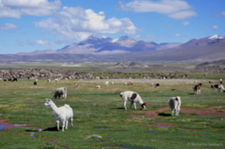 Lauca