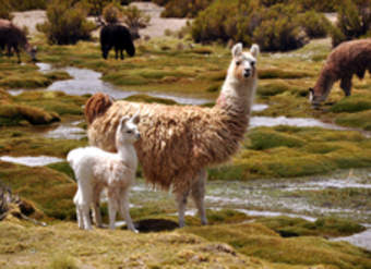 Llamas