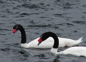 Cisnes cuello negro