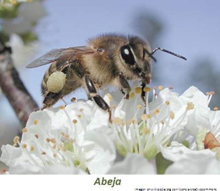 Abeja