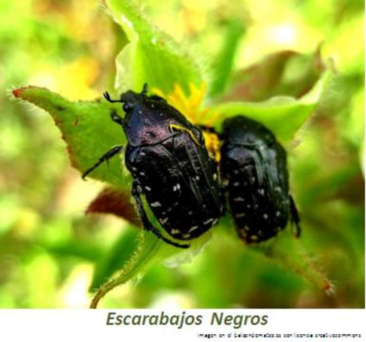 Escarabajos negros