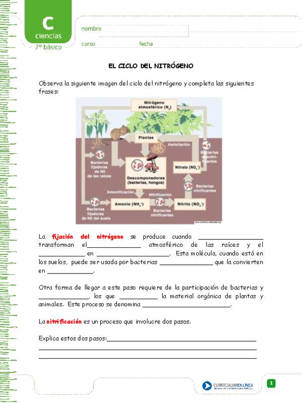 El ciclo del nitrógeno