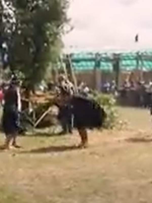 Video de Actividad sugerida: LC02 - Mapuche - U2 - N°6: PRACTICAN UNA DANZA MAPUCHE PROPIA DE SU TERRITORIO