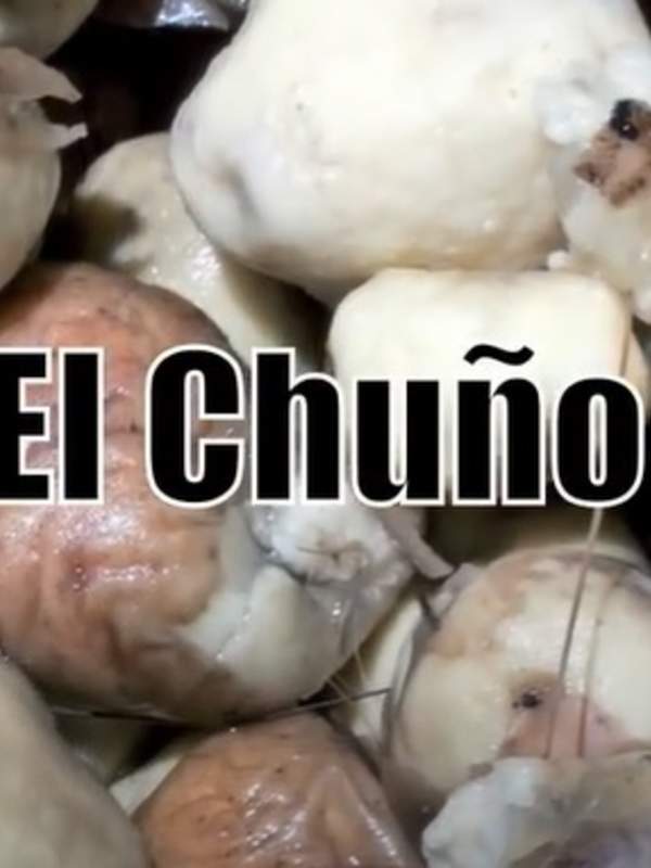 Video de actividad sugerida - LC02 - Aymara – U3 - N°11: Conversan sobre el proceso de elaboración de la papa chuño utilizando el idioma aymara.