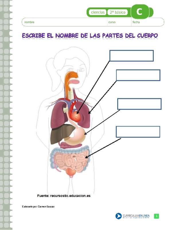 Escribe el nombre de los órganos del cuerpo humano