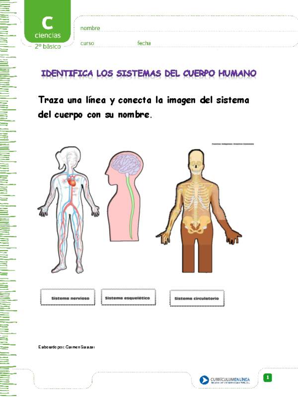 Identifica los sistemas del cuerpo humano