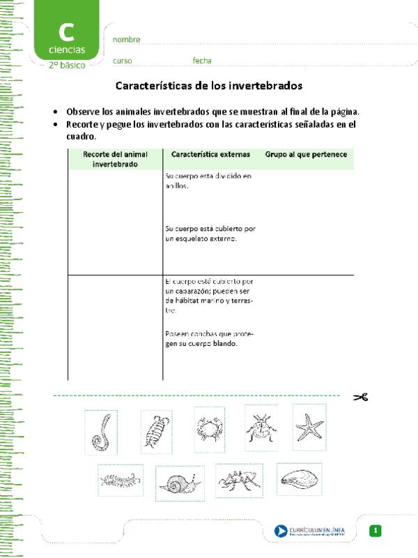 Características de los invertebrados