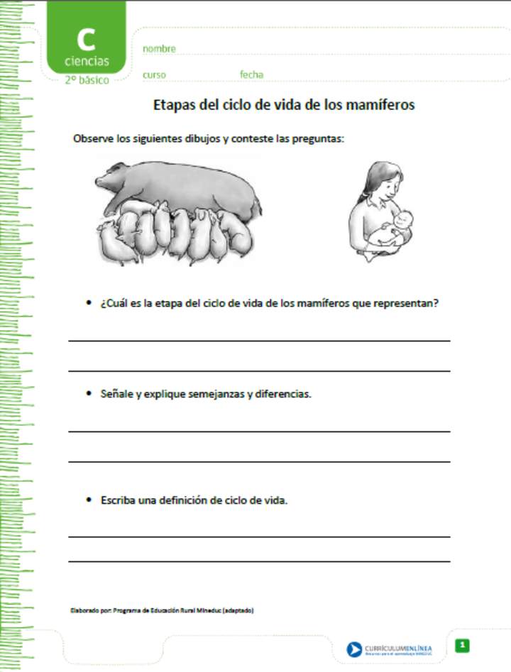 Etapas del ciclo de vida de los mamíferos