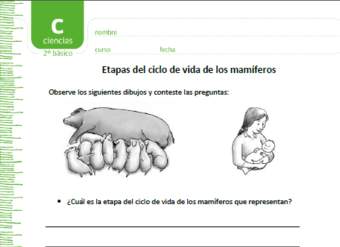 Etapas del ciclo de vida de los mamíferos