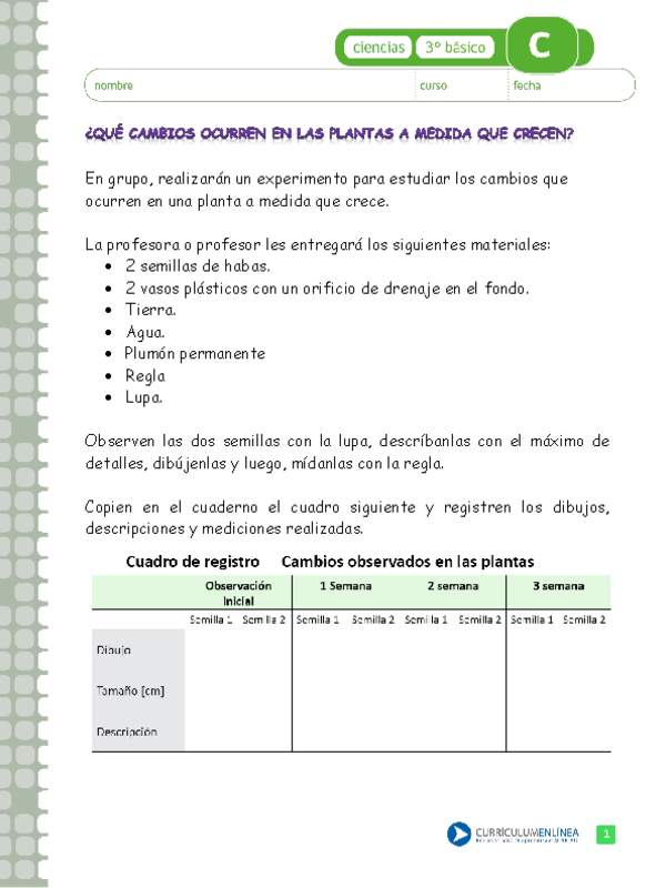 ¿Qué cambios se producen en las plantas a medida que crecen?