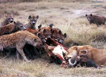 Competencia interespecífica entre leones y hienas por una presa