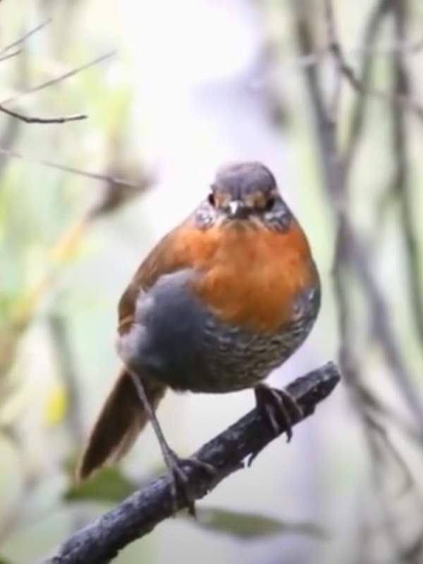 Video de actividad sugerida - LC03 – Mapuche – U1: DESCUBREN Y REPRESENTAN SONIDOS DE LA NATURALEZA.