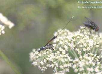 Competencia interespecífica entre avispa y mosca en una flor