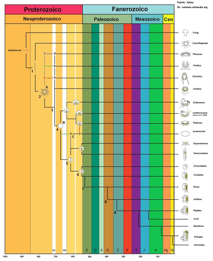 Árbol filogenético de la vida