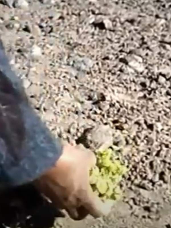 Video de actividad sugerida - LC03 – Lickanantay – U3: Indagan técnicas ancestrales del uso de hierbas tradicionales