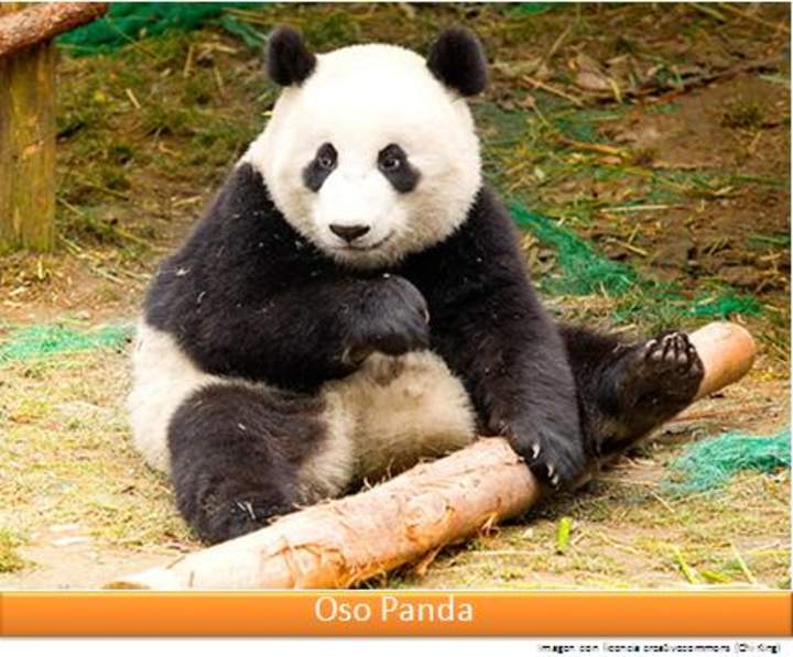 Oso panda