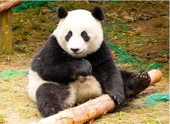 Oso panda