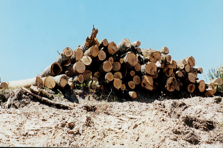 Explotación forestal