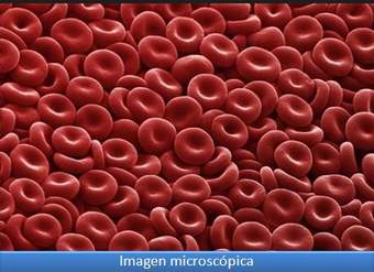 Imagen microscópica 6