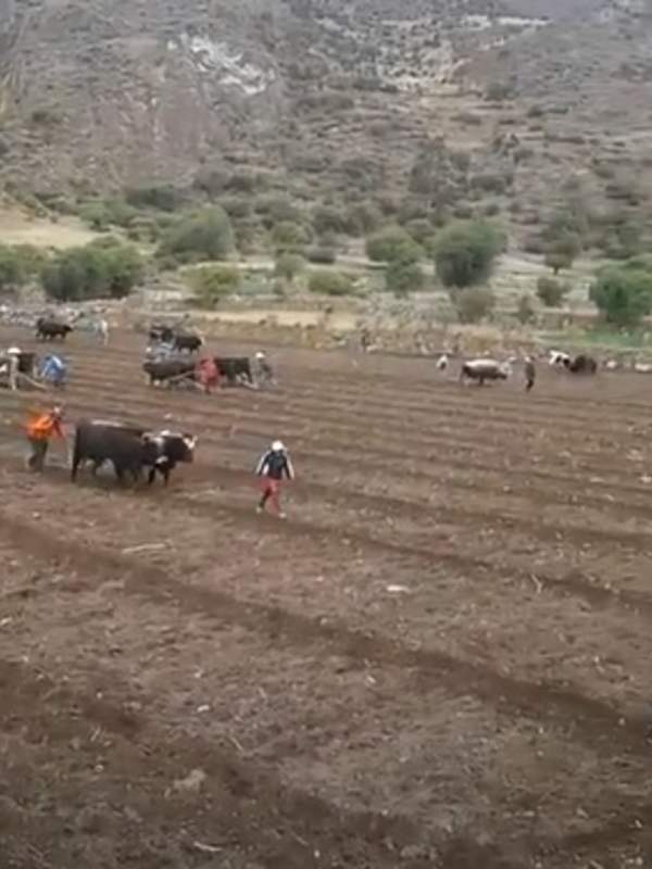 Video de Actividad sugerida: LC03 - Quechua: Recrean actividades comunitarias en su entorno cercano.