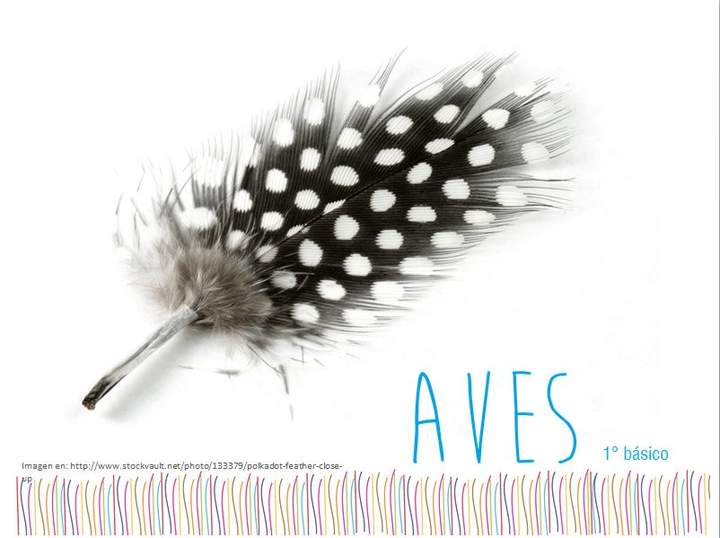 Aves