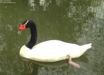 Cisne de cuello negro chileno