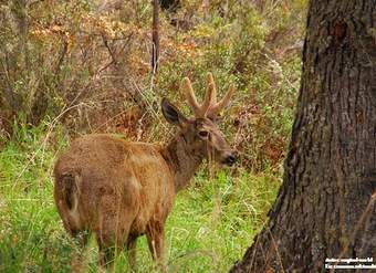 Huemul chileno