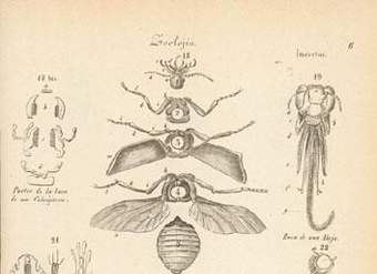 Dibujo de insectos