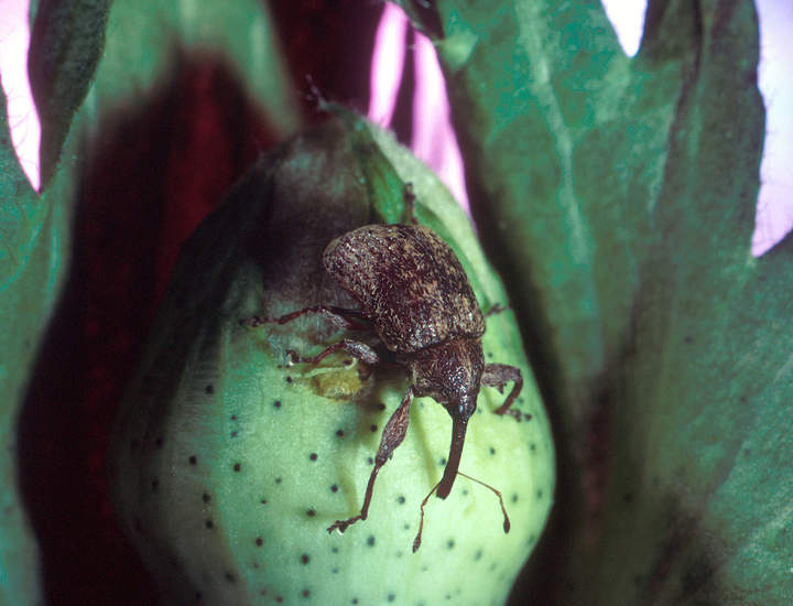 Escarabajo del algodón