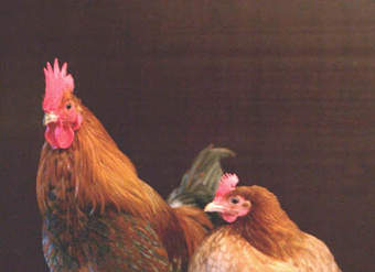 Gallo y Gallina