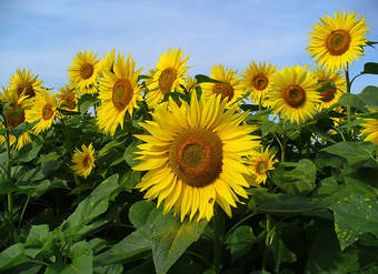 Girasoles