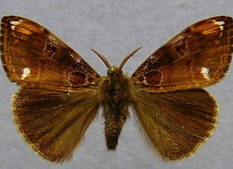 Mariposa 1