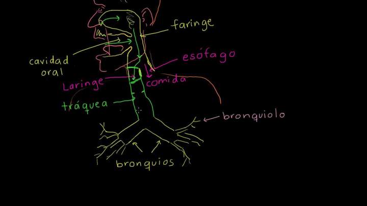 Los pulmones y el sistema respiratorio | Biología humana | Biología | Khan Academy en Español