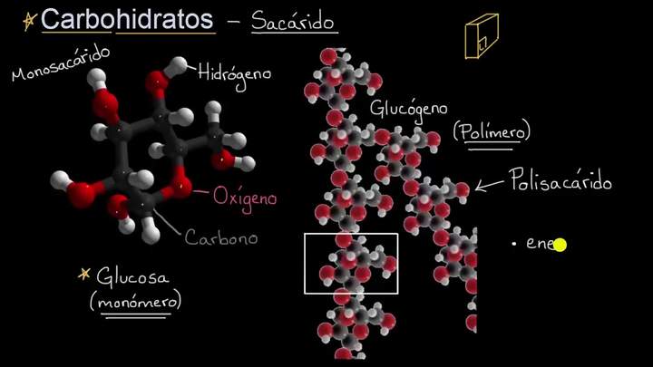Introducción a los carbohidratos | Khan Academy en Español