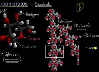 Introducción a los carbohidratos | Khan Academy en Español