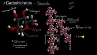 Introducción a los carbohidratos | Khan Academy en Español
