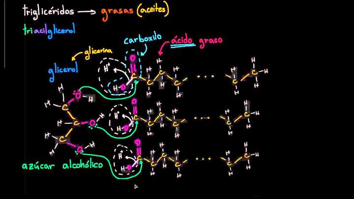 Estructura molecular de los triglicéridos (grasas) | Biología | Khan Academy en Español