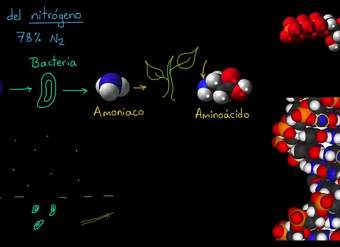 El ciclo del nitrógeno | Ecología | Biología | Khan Academy en Español