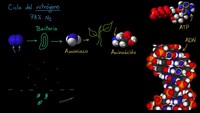 El ciclo del nitrógeno | Ecología | Biología | Khan Academy en Español